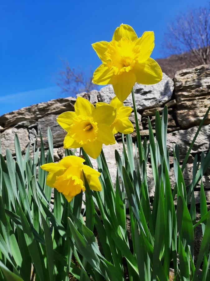 Agriturismo Zertin 그라베도나 외부 사진